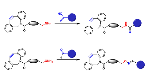 DBCO-羧基/羰基反应